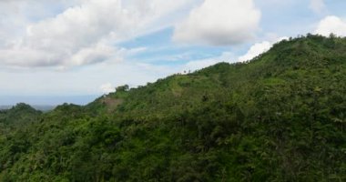 Green forest and jungle on the slopes of the mountains. Negros, Philippines
