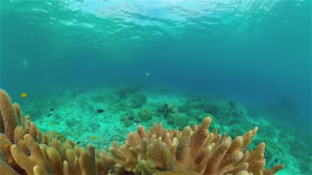 Mergulho Marinho Subaquático Colorido Recife Coral Tropical Seascape Filipinas — Vídeo de Stock