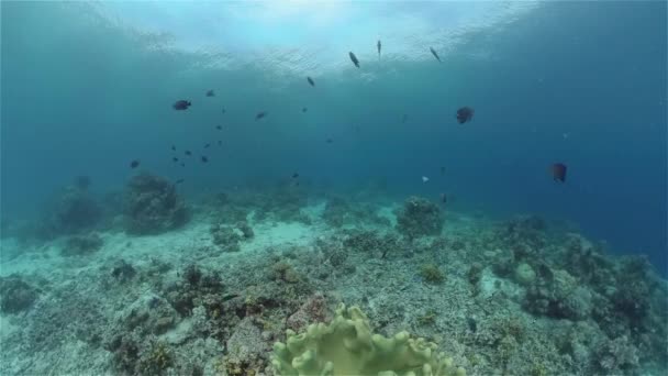 美丽的水下景观与热带鱼和珊瑚 菲律宾 — 图库视频影像