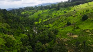 Yeşil çay arazisinin havadan görünüşü. Sri Lanka 'daki çay tarlaları.