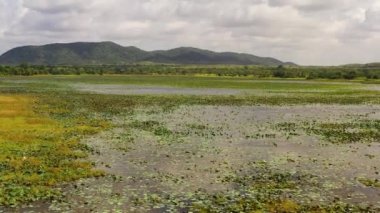 A swamp or lake in the middle of a tropical forest in Sri Lanka.