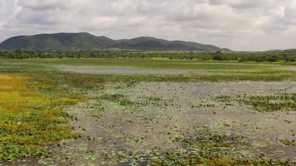 Swamp Lake Middle Tropical Forest Sri Lanka — Vídeo de Stock