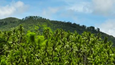 Tropik bölgelerdeki yamaçlarda palmiye ağaçları. Zenciler, Filipinler