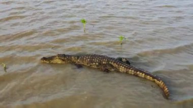Vahşi doğadaki bir gölette timsahın havadan görünüşü. Sri Lanka.