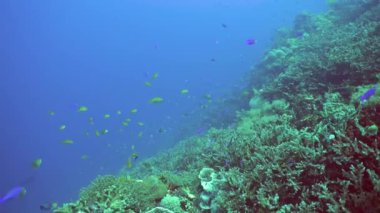 Tropikal balıklar ve mercan resifleri dalgıçlık yapıyor. Mercanlar ve tropik balıklarla dolu sualtı dünyası.