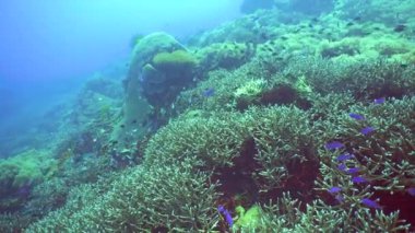 Renkli tropikal mercan resifi. Sahne resifi. Deniz yaşamı deniz dünyası. Filipinler.