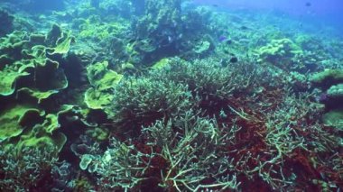 Mercan resifleri ve tropikal balıklarla dolu sualtı dünyası. Seyahat tatili kavramı