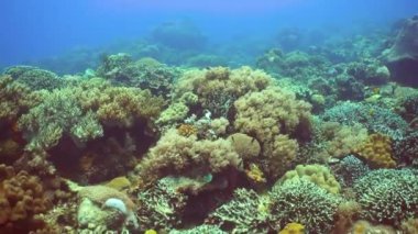 Su altı mercan resifi. Sert ve yumuşak mercanlar, sualtı manzarası. Seyahat tatili konsepti. Filipinler.