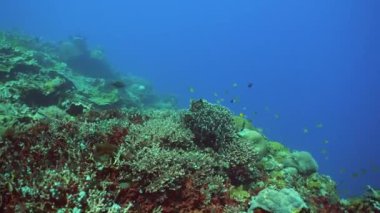 Tropikal balıklarla birlikte su altında mercan kayalıkları. Sert ve yumuşak mercanlar, sualtı manzarası. Seyahat tatili konsepti. Filipinler.
