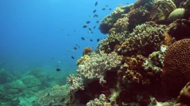 Sualtı Sahne Mercan Resifi. Tropik sualtı balıkları. Filipinler.