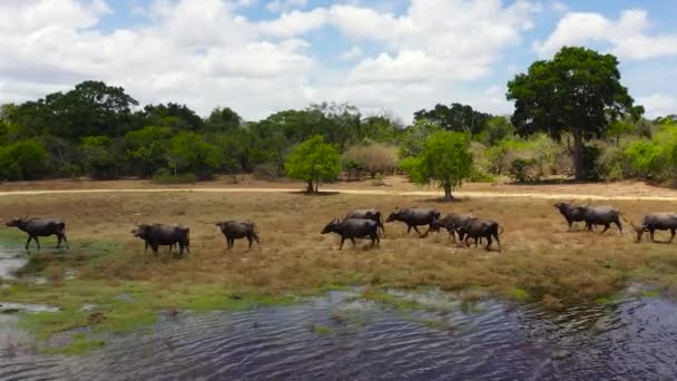Vista Aérea Los Búfalos Agua Parque Nacional Kumana Sri Lanka — Vídeos de Stock