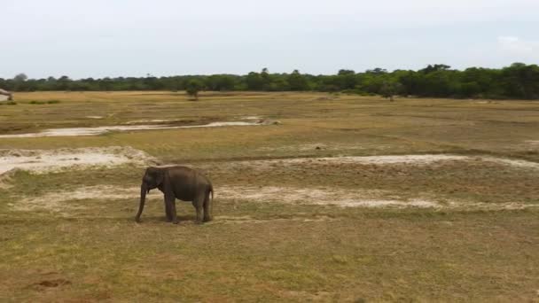 Aerial View Elephant Wildlife Reserve Sri Lanka — Stock Video