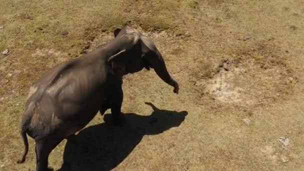 Ελέφαντας Στο Φυσικό Τους Περιβάλλον Άποψη Από Ψηλά Εθνικό Πάρκο — Αρχείο Βίντεο