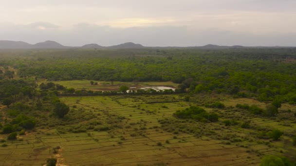 Veduta Aerea Terreni Agricoli Tra Foresta Pluviale Giungla Sri Lanka — Video Stock