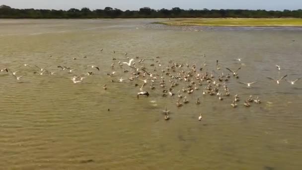 Flock Pelicans Herons Lake Natural Habitat Kumana National Park Sri — Vídeos de Stock