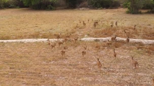 在斯里兰卡的一个自然保护区 一群斑点鹿正在吃草 — 图库视频影像