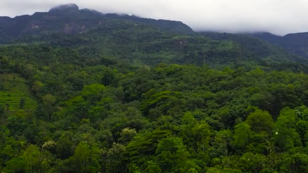 Góry Zielonymi Lasami Grunty Rolne Plantacjami Gospodarstw Rolnych Sri Lanka — Wideo stockowe
