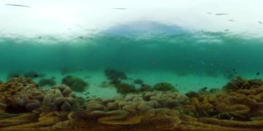 Mercan resifi balık sahnesi. Tropik sualtı balığı. Renkli tropikal mercan resifi. Filipinler. 360VR Video.
