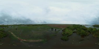 Aerial view of elephants in the lake feeds on plants. Sri Lanka. Arugam Bay. 360VR.