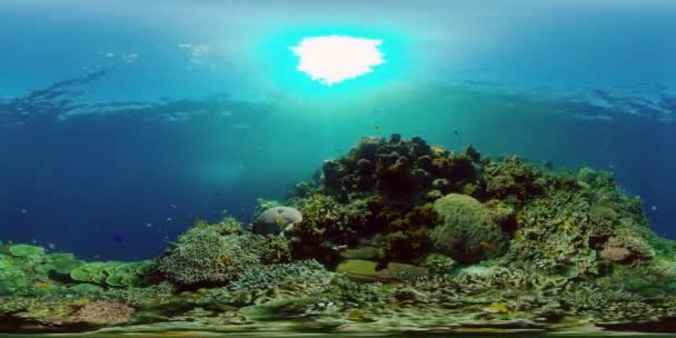 Vízalatti Korallzátony Víz Alatti Tengeri Halak Trópusi Zátony Tengerészgyalogos Színes — Stock videók