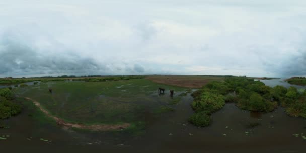 Vista Aerea Elefanti Nel Lago Nutre Piante Sri Lanka Arugam — Video Stock