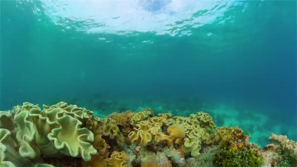 Tropische Fische Und Korallenriffe Unterwasseraufnahmen Seelandschaft Unter Wasser Philippinen — Stockvideo