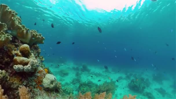 Tropicale Colorato Mare Subacqueo Mondo Sottomarino Con Pesci Colorati Una — Video Stock