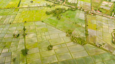 Aerial drone of rice fields and agricultural land in the countryside. Sri Lanka.