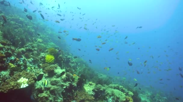 Undervattensrev För Fiskodling Korallrev Korallträdgårdens Kustlandskap Filippinerna — Stockvideo