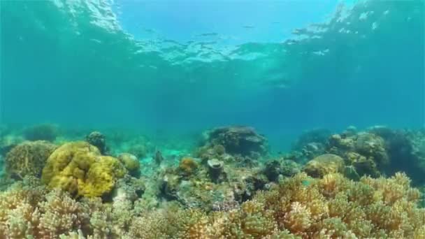 Onderwater Vistuin Rif Koraalrif Scène Koraal Tuin Zeegezicht Filippijnen — Stockvideo