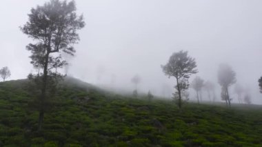 Aerial drone of Tea estate in Sri Lanka. High mountain tea plantation.