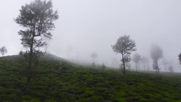 Aerial Drone Tea Estate Sri Lanka High Mountain Tea Plantation — Stockvideo