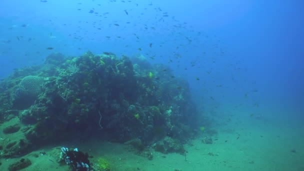 Renkli Tropikal Mercan Resifi Sert Yumuşak Mercanlar Sualtı Manzarası Seyahat — Stok video