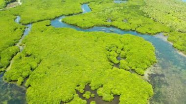Tropikal mangrov ormanlarındaki nehirlerin havadan görünüşü. Mangrove manzarası, Siargao, Filipinler.