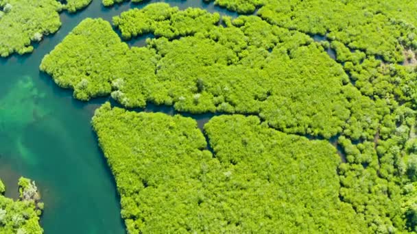 Hava Manzaralı Yeşil Ekoloji Mangrovu Deniz Koyuna Tropikal Yağmur Ormanı — Stok video