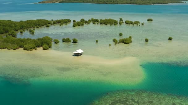 Mangrovebomen Koraalrif Omgeven Door Zeeblauw Water Uitzicht Vanuit Lucht Mangrove — Stockvideo