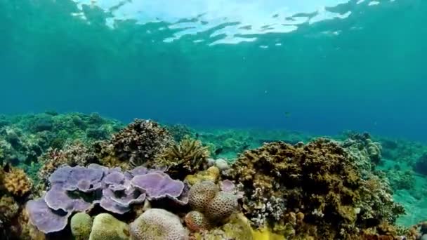 Underwater Scene Coral Reef Tropical Underwater Sea Fishes — Stockvideo
