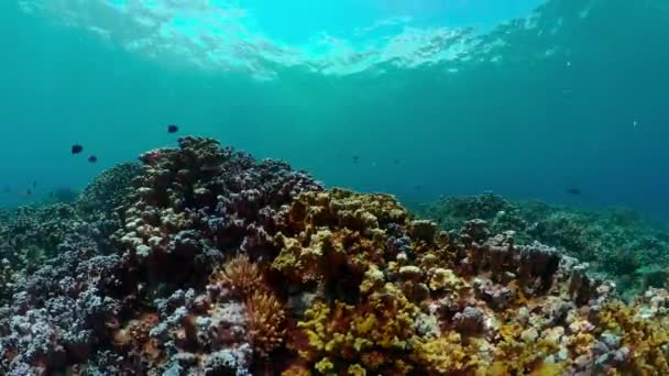 Underwater World Coral Reef Fishes Diving Coral Garden Water — Stockvideo