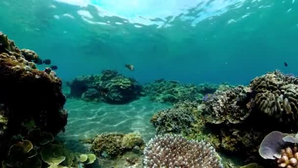 Tropical Coral Reef Fishes Underwater Hard Soft Corals Underwater Video — Video Stock