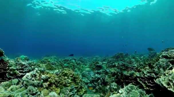 Tropical Colourful Underwater Seascape Tropical Fishes Coral Reef Underwater Underwater — Stockvideo
