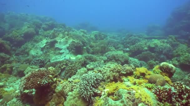 Piękny Podwodny Świat Rafą Koralową Tropikalnymi Rybami Filipiny Koncepcja Wakacji — Wideo stockowe