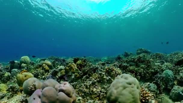 サンゴ礁のシーン カラフルな水中の海の風景です 美しい柔らかいサンゴ 海のサンゴ礁 — ストック動画