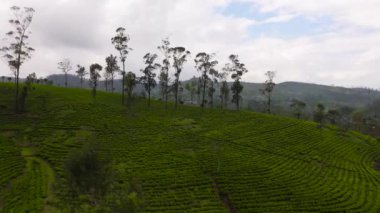 Tea plantations in Sri Lanka. Mountain landscape with tea estate.