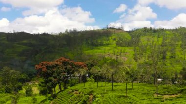 Tea plantation on top of mountain. Tea estate landscape, Sri Lanka.