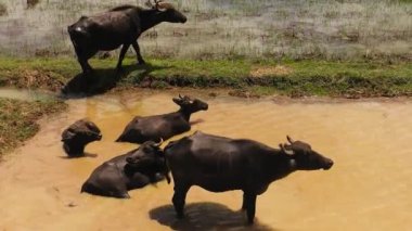 Tarım arazileri ve pirinç tarlaları arasında sudaki bufalolar. Sri Lanka.