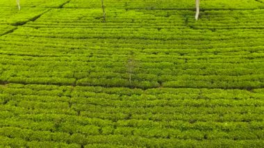 Top view of Tea estate landscape, Sri Lanka. Landscape with green fields of tea. Maskeliya.