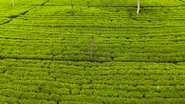 Top View Tea Estate Landscape Sri Lanka Landscape Green Fields — Video Stock