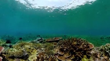 Mercan bahçesi deniz manzarası ve sualtı dünyası. Renkli tropikal mercan resifleri. Yaşam mercan resifi.