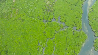 Hava manzaralı yeşil ekoloji mangrovu deniz koyuna tropikal yağmur ormanı. Mangrove manzarası. Siargao, Filipinler.