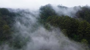 Clouds over the rainforest and jungle in the mountains. Sri Lanka.
